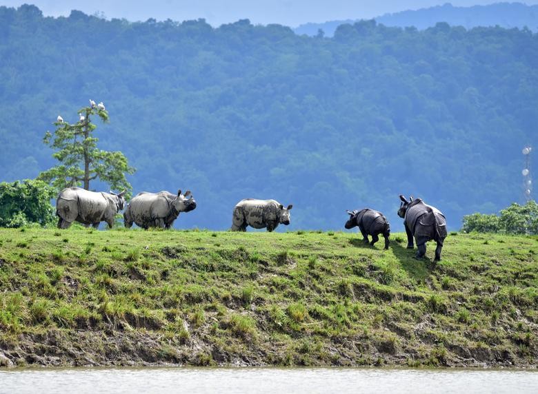 One-horned rhinos move to higher grounds in the flood-affected area of Kaziranga National Park in Nagaon district, in Assam. REUTERS/Anuwar Hazarika